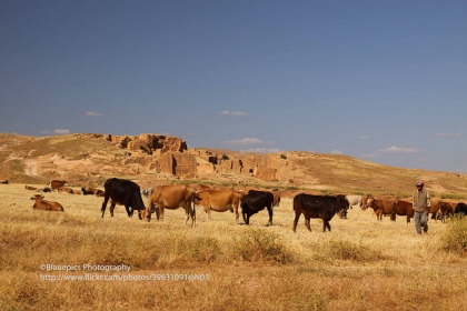 Anatolian Black Cattle in Mesopotamia