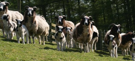 jacob sheep flock